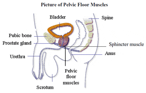 Kegel Excercises For Men